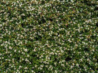 Fototapeta premium Cotoneaster horizontalis, garden shrub, plant in flower. Beautiful groundcover but non native invasive.