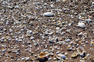 sea shore sand covered with many shells