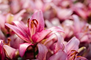 Fototapeta premium Pink lily flowering in a flowerbed in a country garden