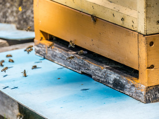 Bienen im Anflug auf Bienenkasten