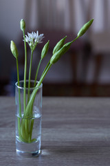 Close-up fragile white ramson flowers in wineglass on kitchen background, selective focus