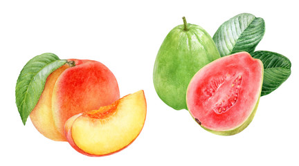 Guava peach composition watercolor illustration isolated on white background