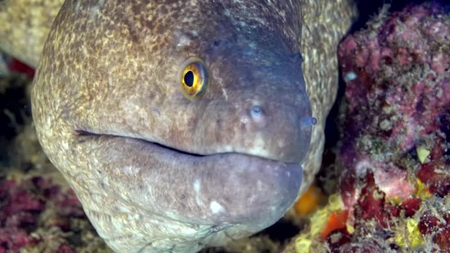 A close up of the face and mouth of a large yellow margin moray eel, Gymnothorax flavimarginatus.