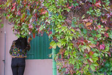Living wall of wild grapes in the backyard. A woman with her back in bright clothes knocks on the...