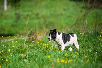 Beautiful and joyful dog runs on the grass with dandelions. Sunny day.