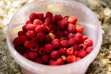 Many red raspberries in a plastic bucket