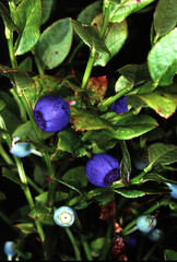 Naklejka premium Blueberry, Berry, Fruit, Wild fruit, Thuringia, Germany, Europe