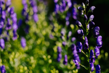 Aconite flowering in a flowerbed in a country garden