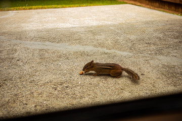 Chipmunk Looking For And Eating An Almond And A Cashew Nut