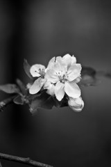 Fototapeta na wymiar cherry blossom on black