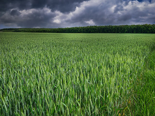 Getreidefeld mit dramatischen Wolken