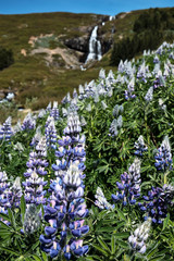Beautiful scenery of lupins and Waterfall in countryside of Iceland in summer.
