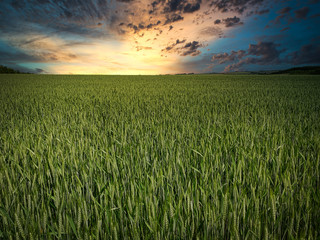 Getreidefeld am Morgen