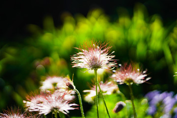 pasque flower in bloom; spring is here