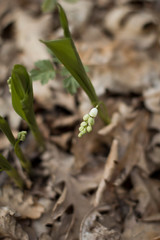plant in the soil