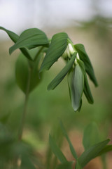 close up of a plant