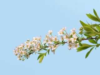 A branch of blooming spirea on a blue background, close-up. Congratulatory card. Summer mood. Copy space.
