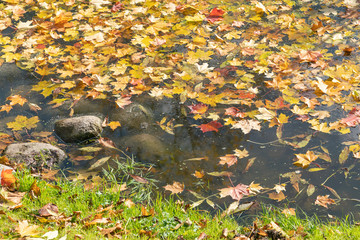 Autumn leaf fall. Yellow maple leaves covered the surface of the water with a carpet.