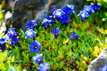 gentian in blossom, spring