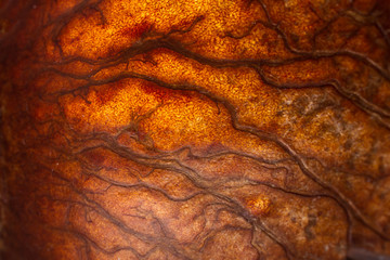 Avocado shell interior