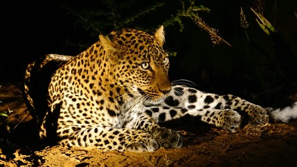 Leopard at night