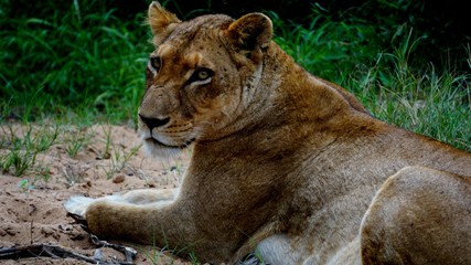 Lioness in the wild