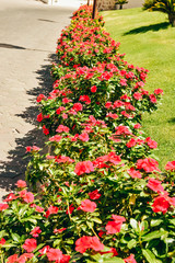red flowers in Egypt hotel