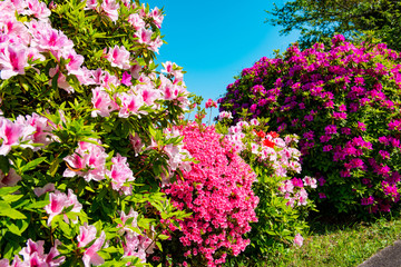 宝福寺山のツツジ
