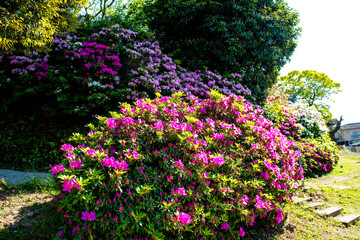 宝福寺山のツツジ