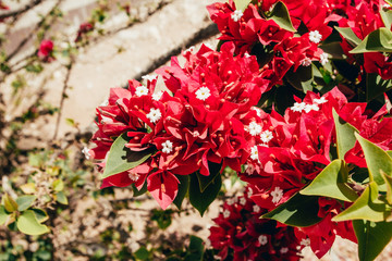 red flowers in Egypt hotel