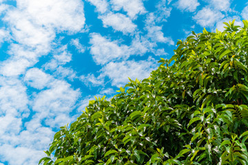 green leaves on a background of blue sky and clouds