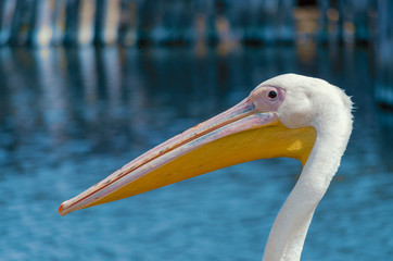 pink pelican with on a background of pond with blue water
