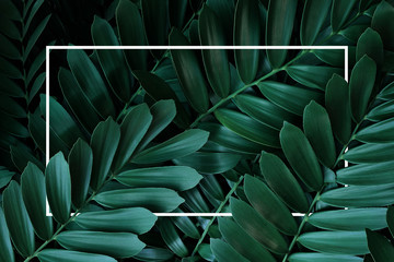 Dark green leaves pattern nature frame layout of cardboard palm or cardboard cycad (Zamia furfuracea) evergreen plant native to Mexico, abstract nature green background with white frame.