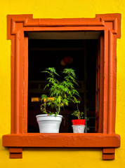 Fototapeta na wymiar flower pot on the window sill