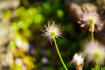pasque flower in bloom; spring is here