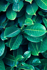 Obraz premium Green leaf