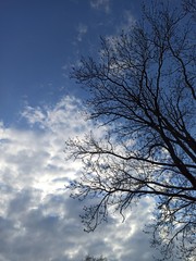 tree and sky