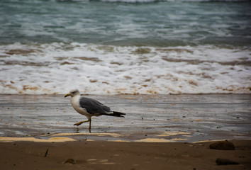 Gaviota paseando por la playa