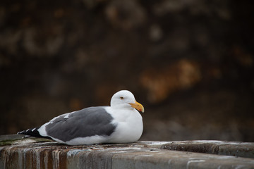 Seagull close-up