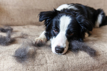 Funny portrait of cute puppy dog border collie with fur in moulting lying down on couch. Furry little dog and wool in annual spring or autumn molt at home indoor. Pet hygiene allergy grooming concept.