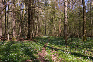 Narrow path through early spring forest