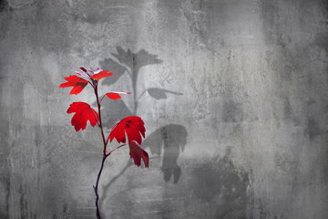 Autumn branch with red leaves on a concrete background. Minimalistic urban natural image.