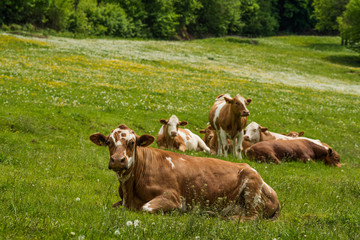 Cows in the spring pasture