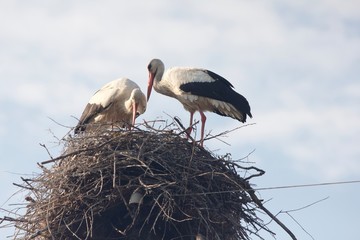 white stork in the nest