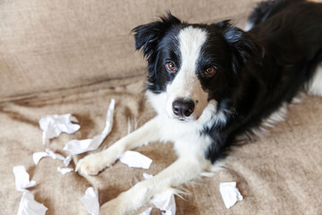 Naughty playful puppy dog border collie after mischief biting toilet paper lying on couch at home. Guilty dog and destroyed living room. Damage messy home and puppy with funny guilty look.
