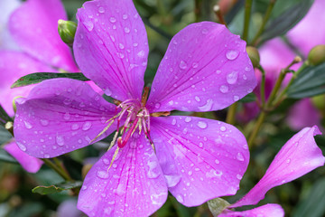 Fototapeta premium Flor roxa com gotas de água da chuva