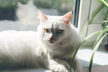Cute fluffy cat lying on the windowsill near the houseplant Chlorophytum on a sunny day. Pets care concepr
