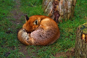 Red Fox 