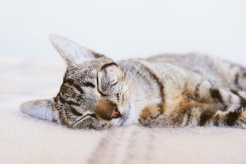 Young European Shorthair cat sleeping in bed on soft and warm blanket.