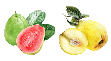 Guava quince composition watercolor illustration isolated on white background
